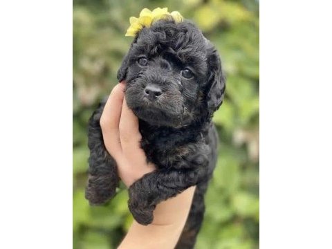 Nadir renk black toy poodle