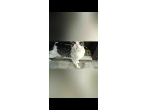 Depremzede kedi