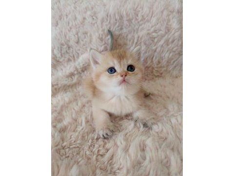 Golden british shorthair bebekler