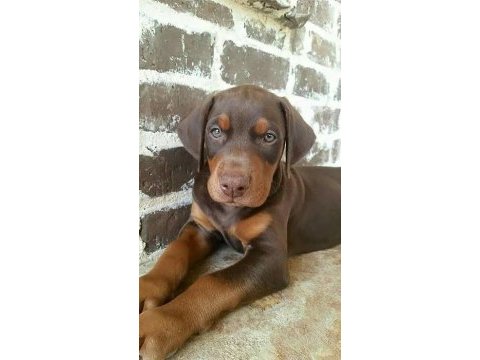 Doberman bebekler kapınıza kadar teslim ediyoruz