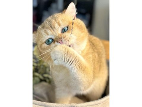 British shorthair yavruları