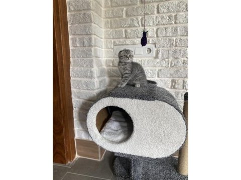Scottish fold yavrumuz yeni yuvasını arıyor