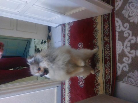 Pomeranian boo tilki surat