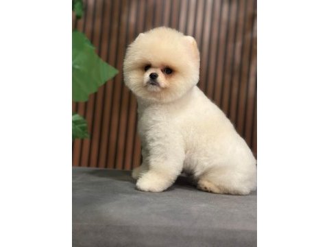 Ayı surat safkan pomeranian boo köpekler