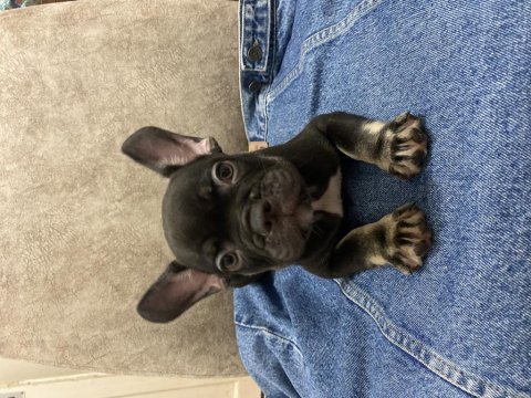 French bulldog bebekler