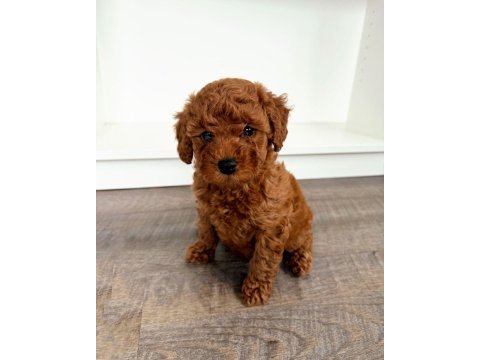 Irkının güzeli toy poodle bebek