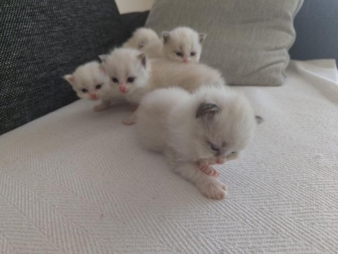 Safkan ragdoll blue bı color 5 adet yavru