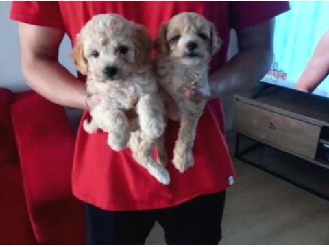 A kalite maltipoo bebeklerimiz