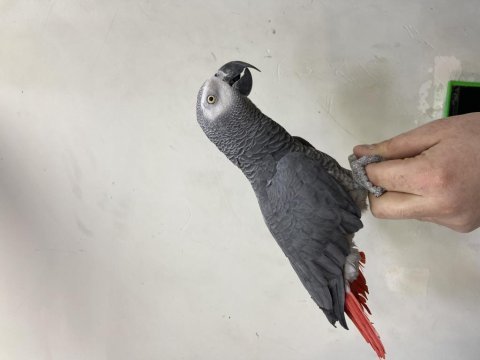 Full evcil konuşan jako papağanı