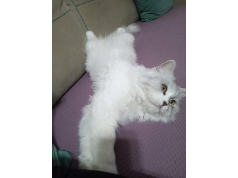 Scottish fold ve british yavrular