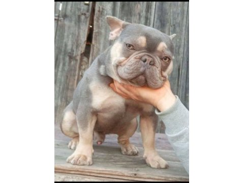 Lilac tan guad erkek french bulldog