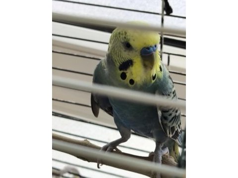 1 yaşında yumurtalı çift muhabbet kuşu