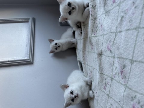 Şampanya rengi ve kırçal british shorthair