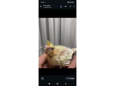 Acil satılık yeni yeme düşmüş sultan papağanı