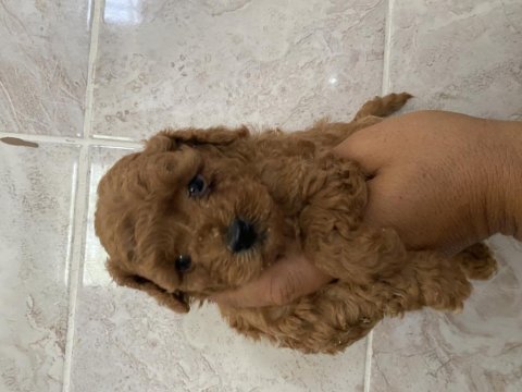 Orjinal minyatür toy poodle yavrular