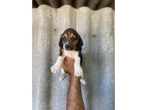 Mükemmel beagle yavruları