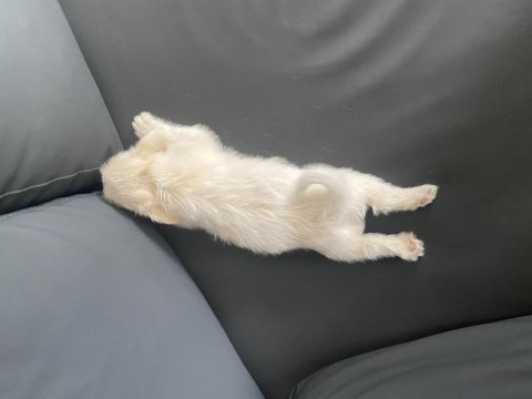 Terler cinsi köpeğimin yavrusu