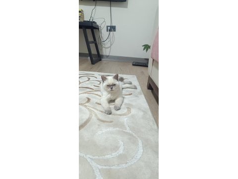 British shorthair pamuk