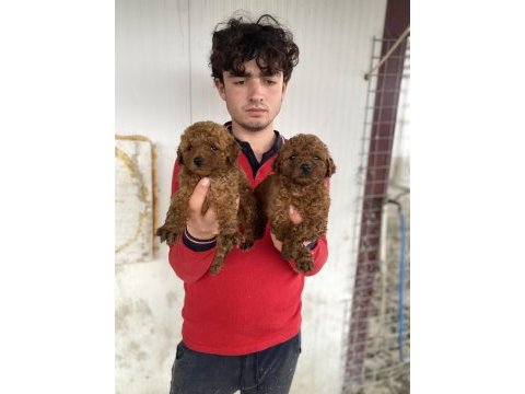 Red toy poodle yavrular