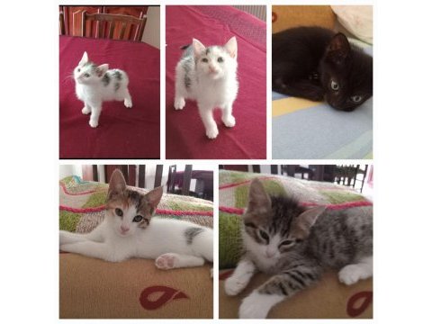 Antalya üretim evinden kurtarılan yavru kediler