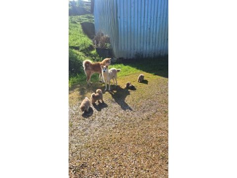 Japon akita yavrularımız