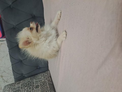 Mikro dişi pomeranian hiç çiftleşmedi