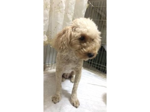 1.5 yaşında dişi poodle