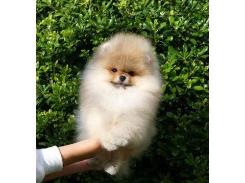 Mersin pomeranian yavru köpekler