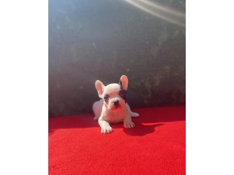 French bulldog yavrularımız yeni ailesini bekliyor