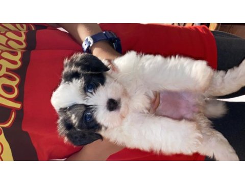 Maltipoo dişi yatlı bir yavru