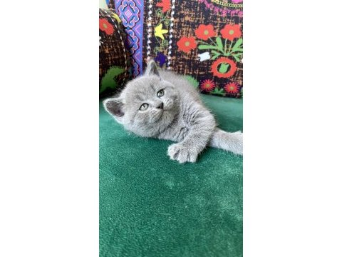 A kalite dünya tatlısı ayı kafa yavru kedimiz