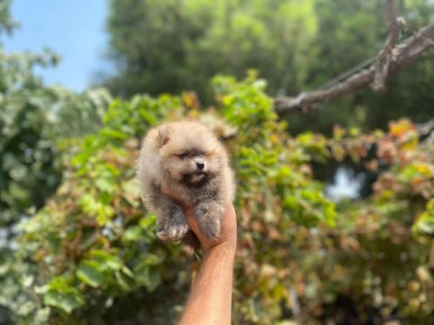Pomeranian boo erkek