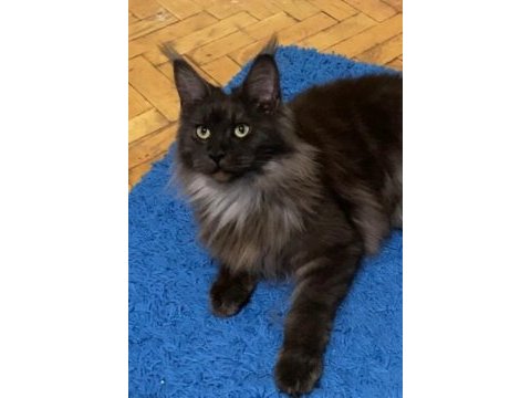 Yetişkin üretim şecereli dişi 2 yaşında maine coon