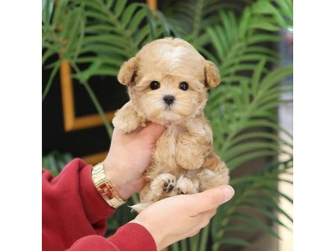 En sevimli maltipoo çocuklar