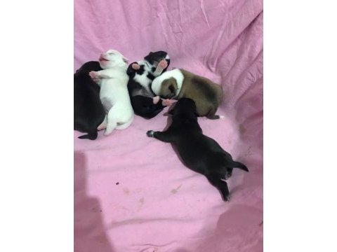 Chihuahua yavrularımız