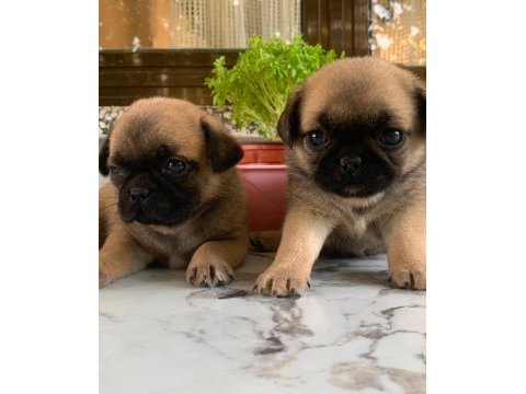 Teslime hazır pug mops yavrularım 1 dişi 1 erkek