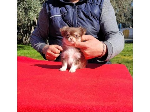 Teacup erkek şivava yavrular