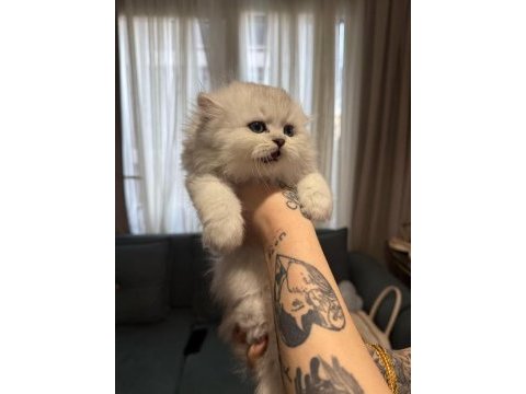 Orjinal ırk british longhair