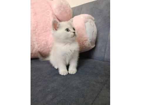 British shorthair erkek ve dişi beyaz