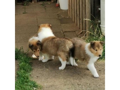 Rough collie ( lessie ) yavruları