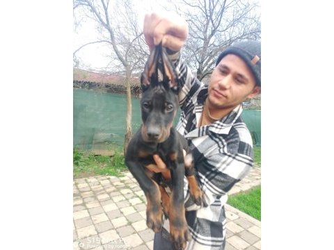 Doberman yavruları