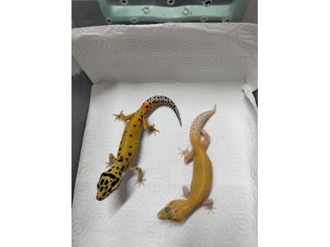 Yavru leopar gecko