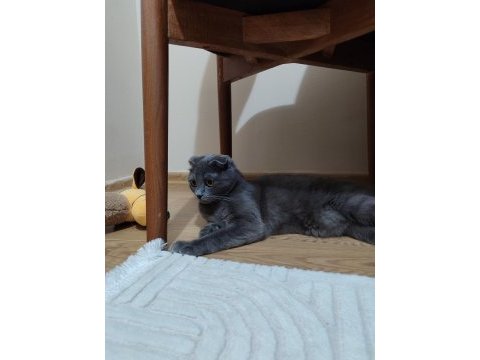 Scottish fold kedimizi sahiplendirme