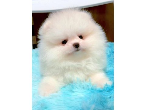 Pomeranian yavruları 