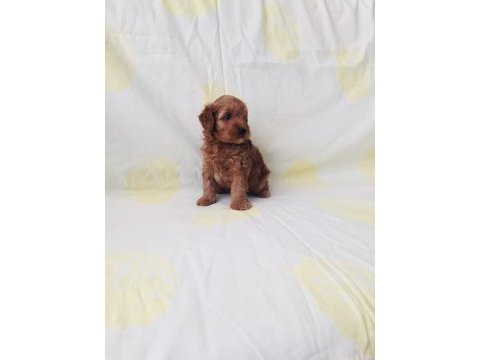 Maltipoo yavrularım orijinal ev doğumlu