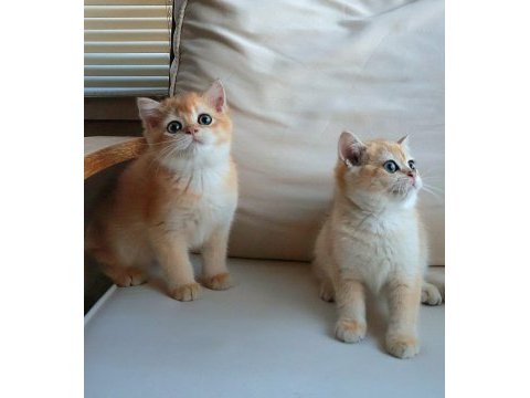British shorthair dişi ny12 golden yavru ful secereli