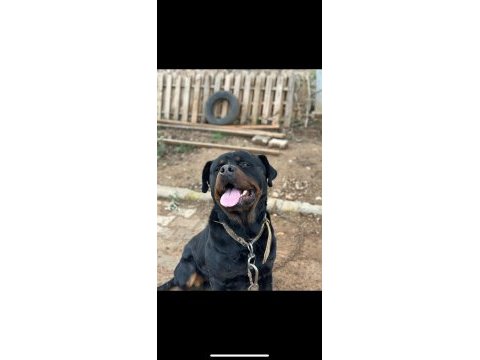 Dişi erkek rottweiler yavrular