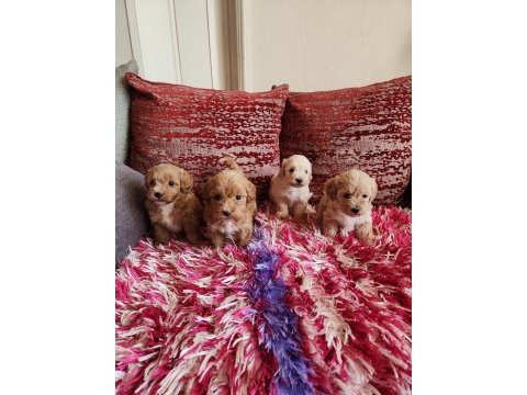 Sağlık ve ırk garantili kore maltipoo