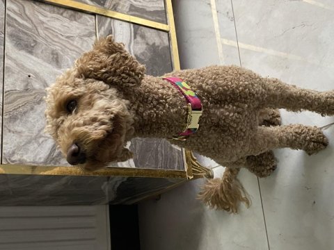 Eğitimli tuvalet eğitimi var çok bağımlı poodle