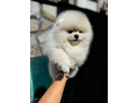 Yasal çiftlikte ziyarete açık pomeranian boo